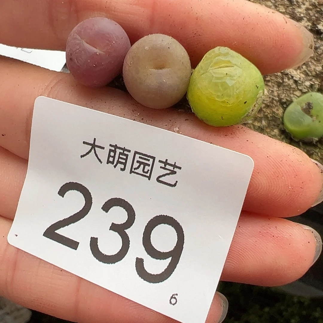 0000239 一物一拍……