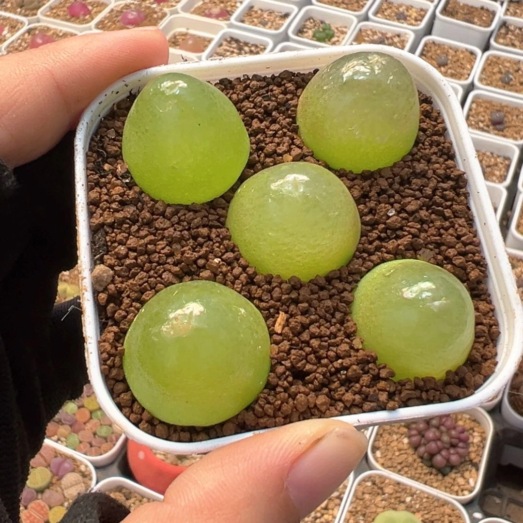 052多肉植物种类多样