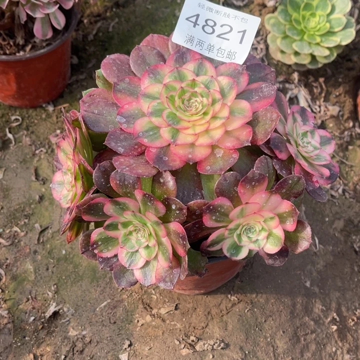 4821荔枝的的多肉