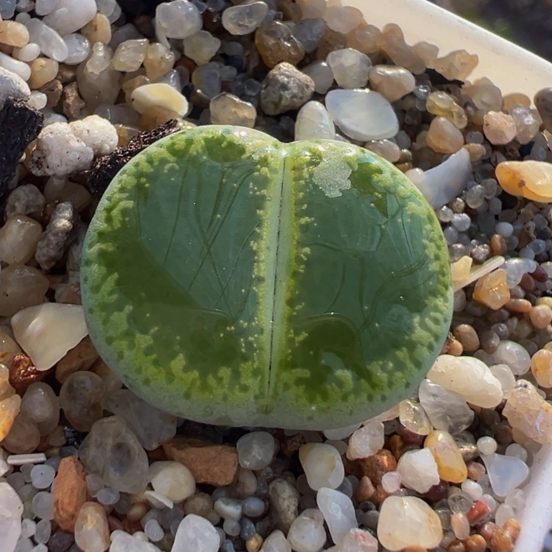 绿钻石多肉植物带盆