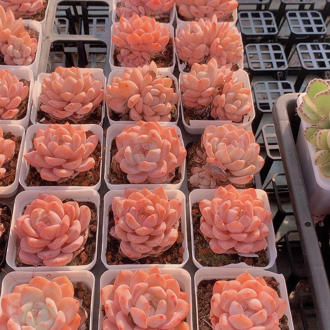 两颗雪天使单双头234678990000