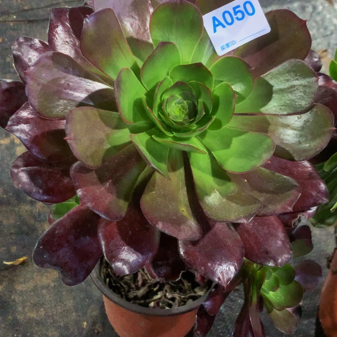 【闪购商品】佳****）050巫毒多肉