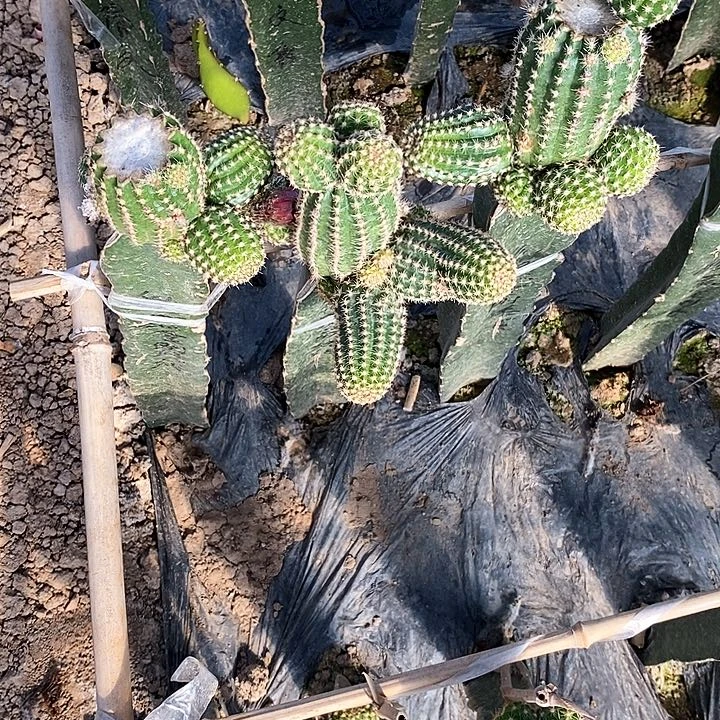 小*头4款金刚 各一个