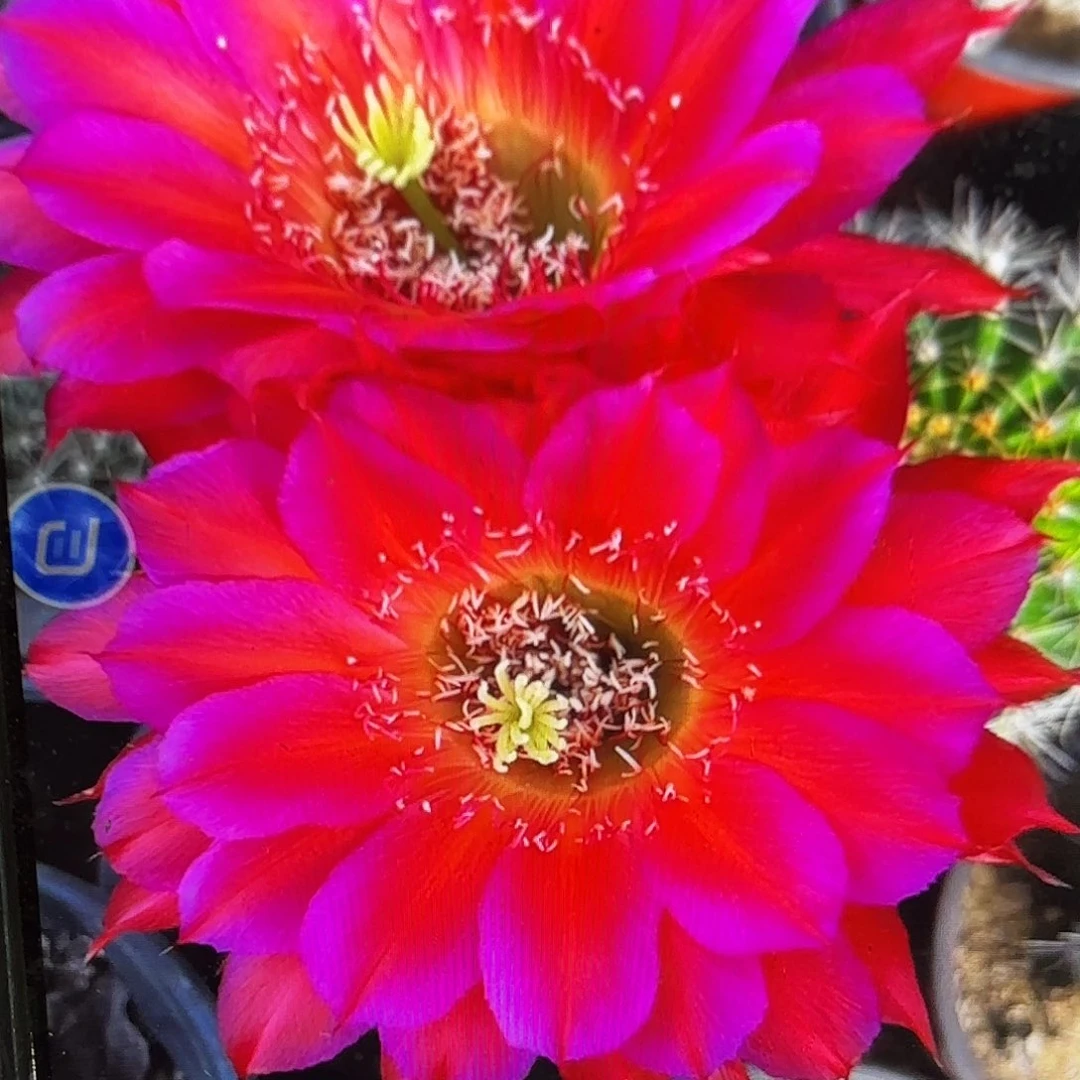 宝连灯加强彩侧牙20包邮仙人球15