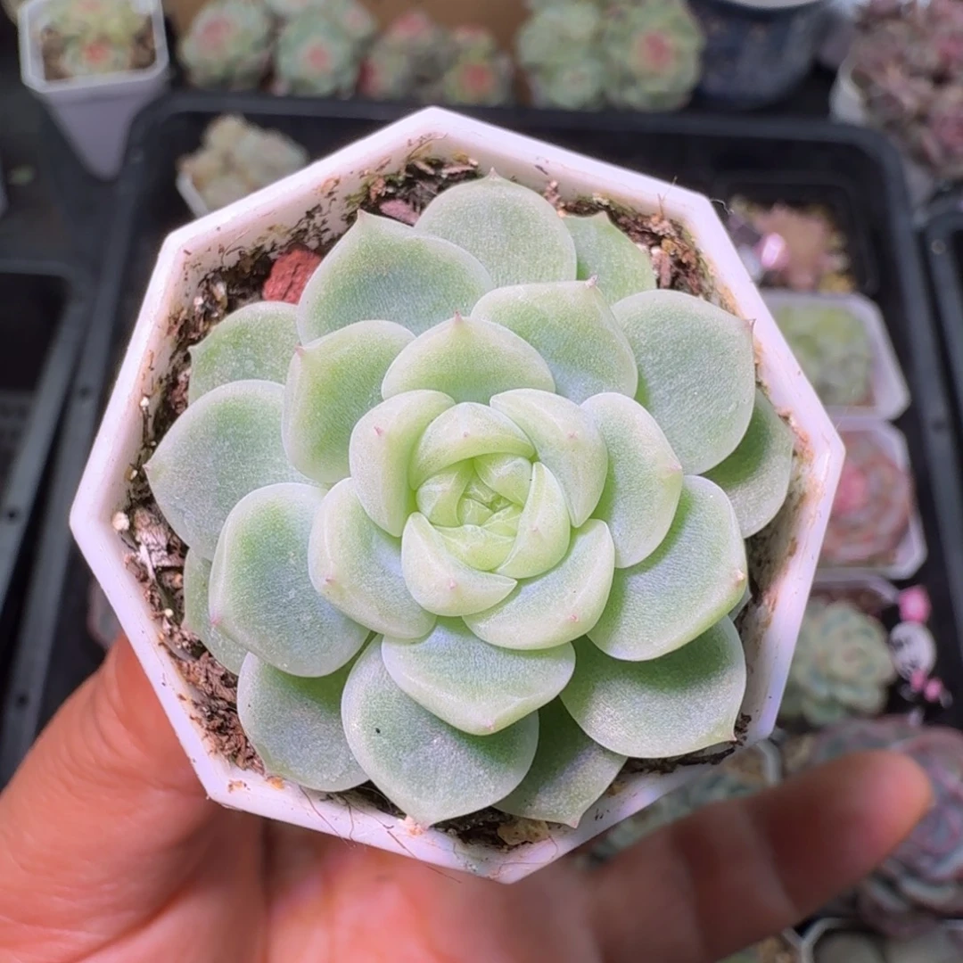 泼天财富开播福利