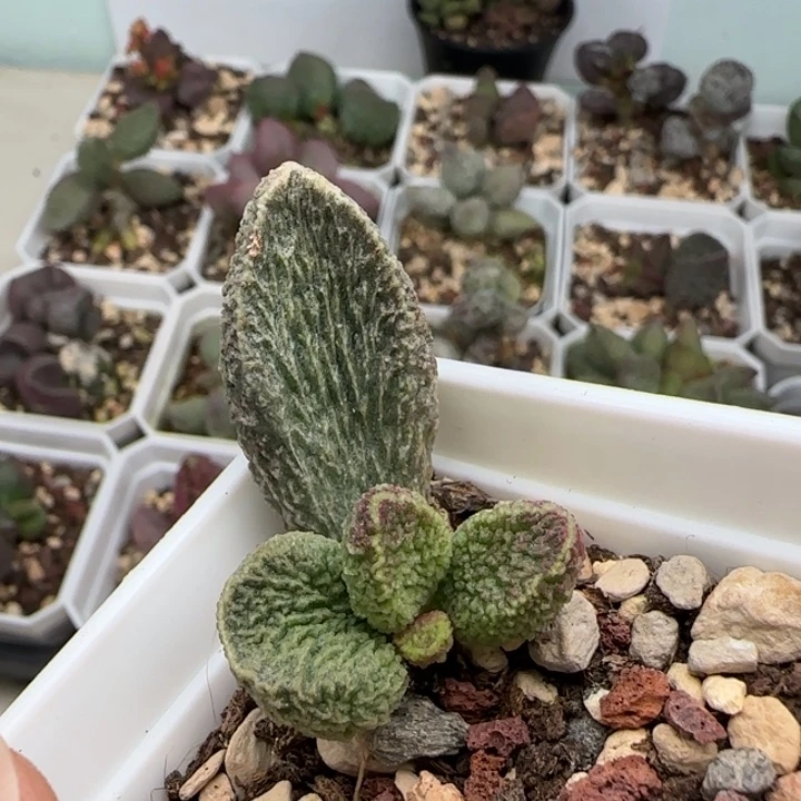 黛绮丝水泡多肉植物