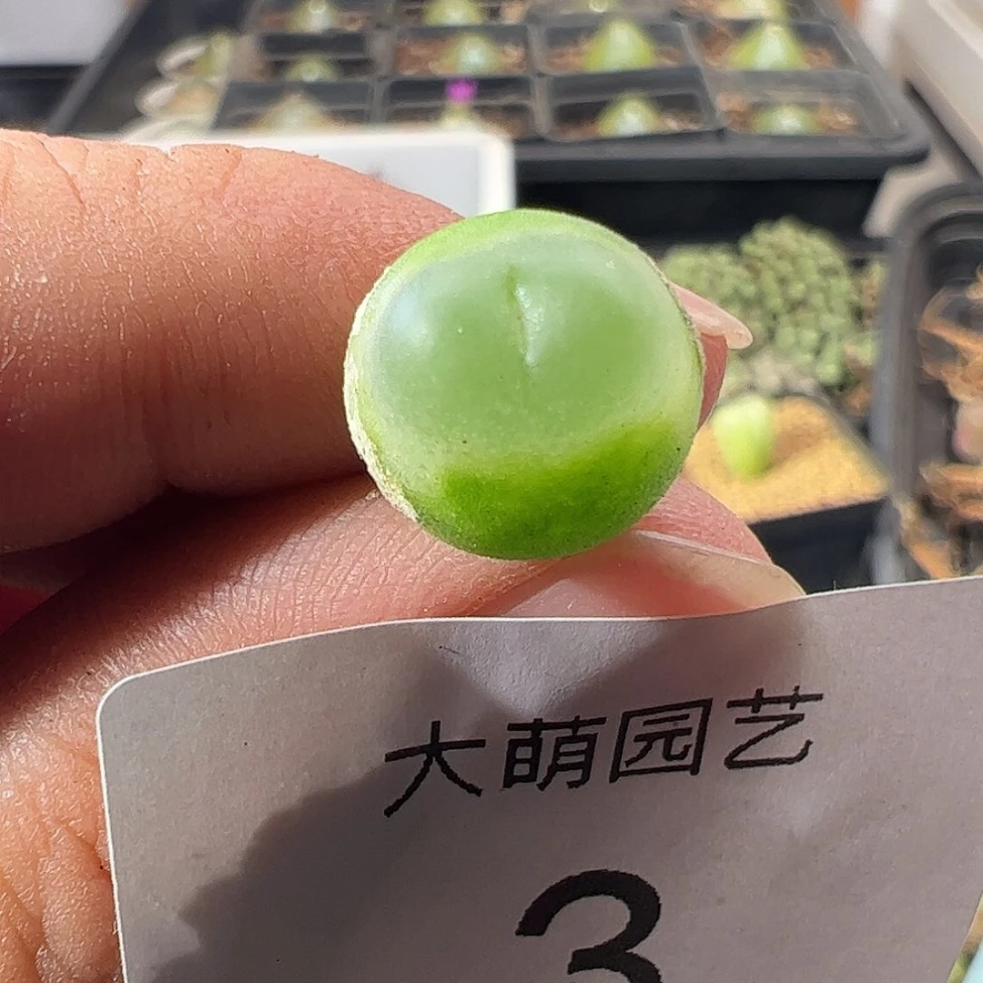 一物一拍。      3