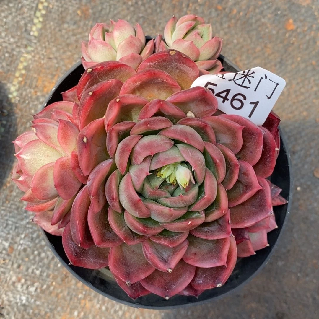 陌**开杂交精品多肉5461~12厘米