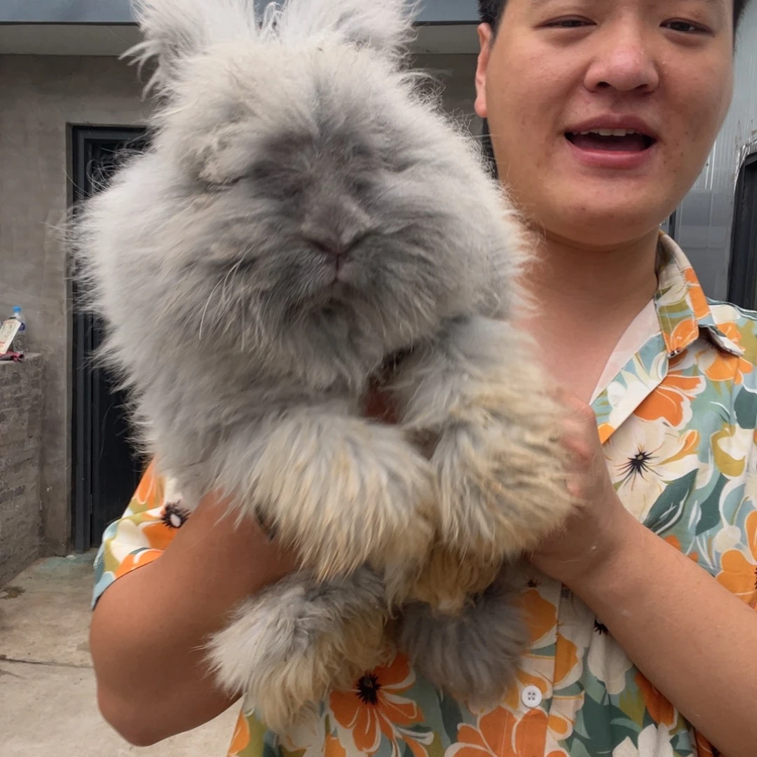 哈***哈1111111111111宠物