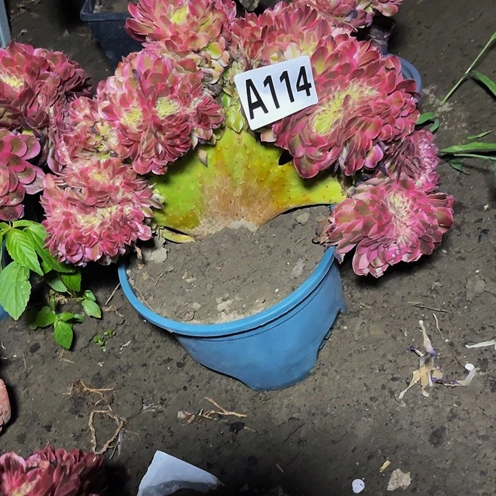 倾城法师15-11包邮