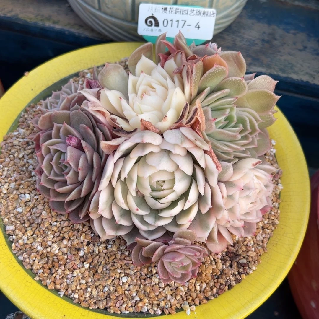 从前慢多肉精选编号0117.4