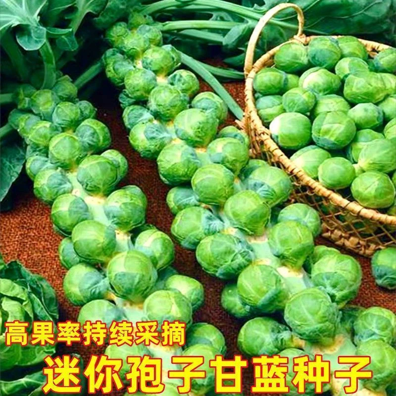 抱子甘蓝种子甘蓝菜种子蔬菜种籽高果率小包菜卷心春秋季蔬菜种子