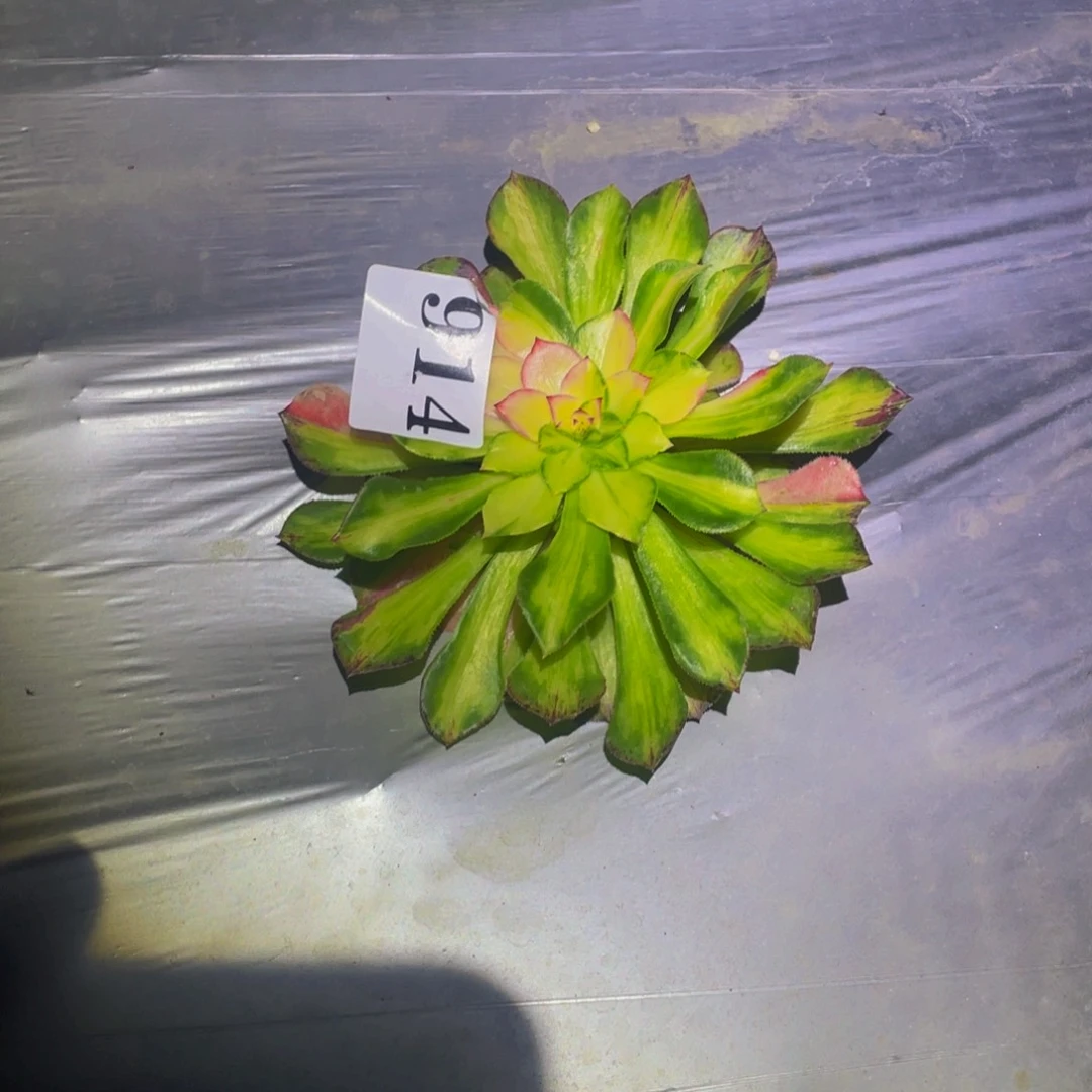 知否多肉植物多肉914