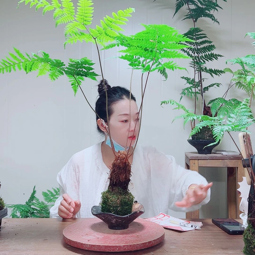 无花朵金丝虹鳞蕨