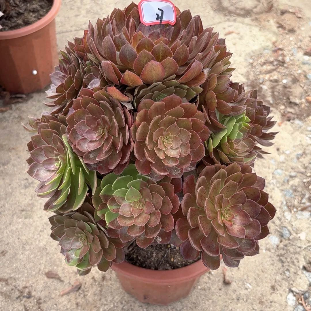 全部花朵27万灰多肉植物