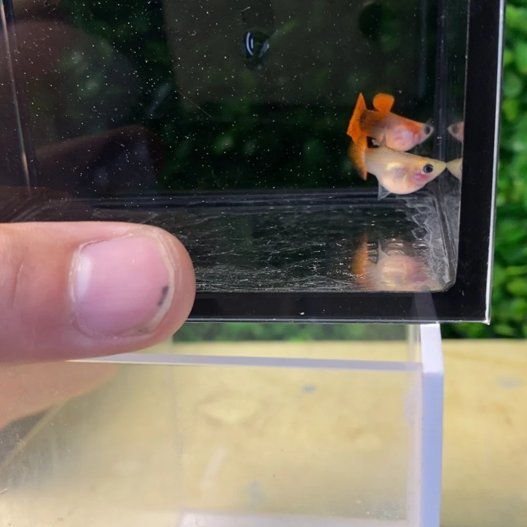 孔雀鱼圣海蓝柏林一对