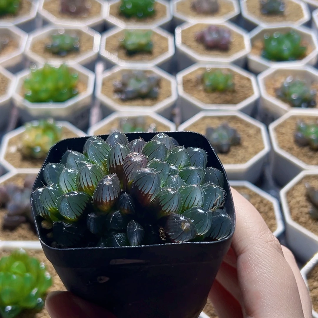 赤线多肉植物一颗