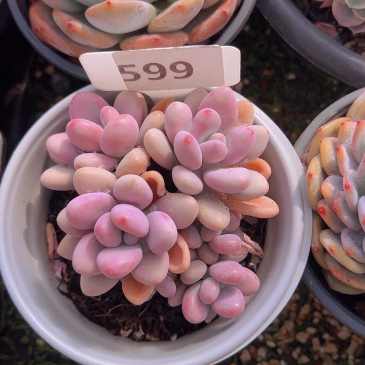 健健康康平平安安