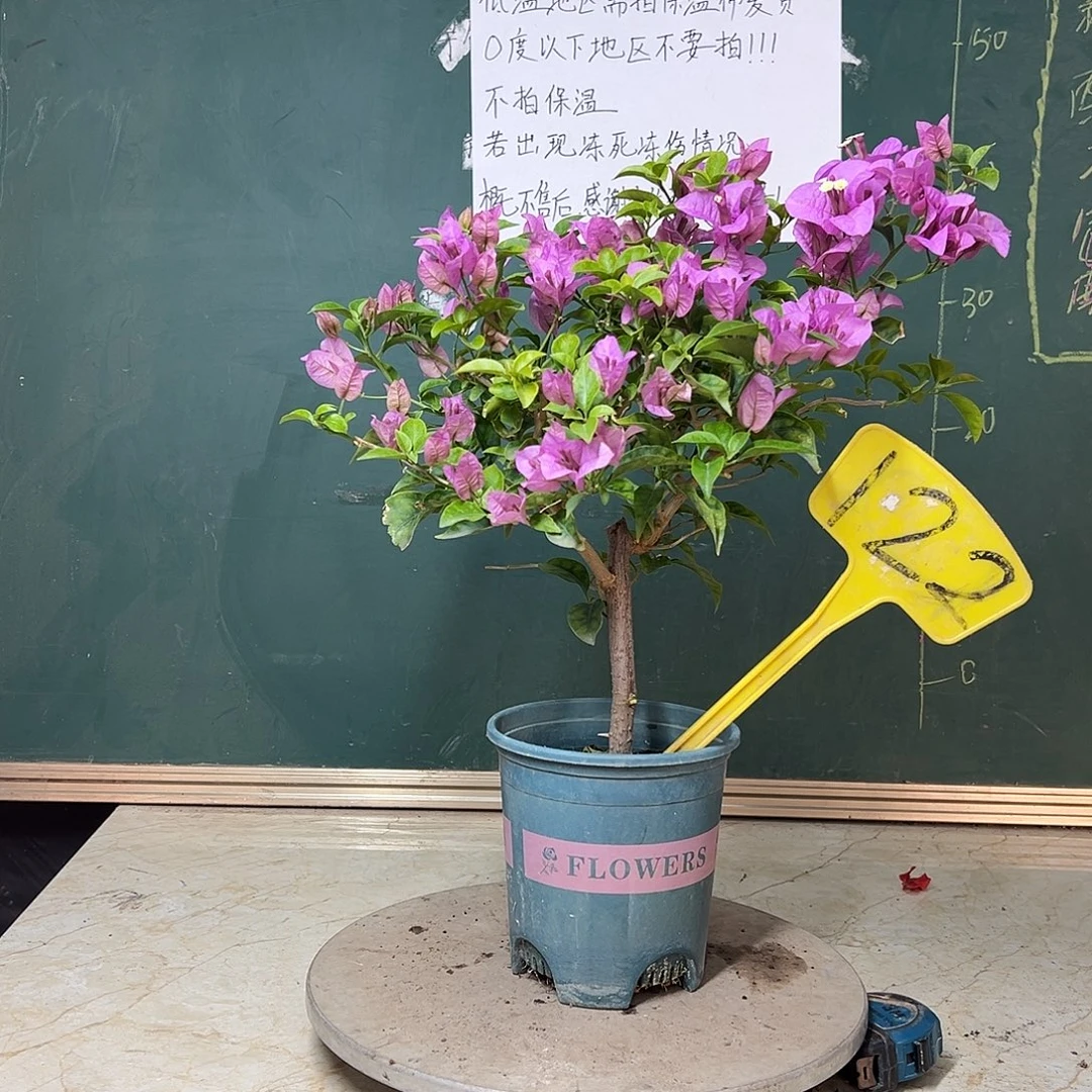 完全开放巴西紫 122