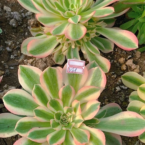 268粉女巫2棵多肉植物