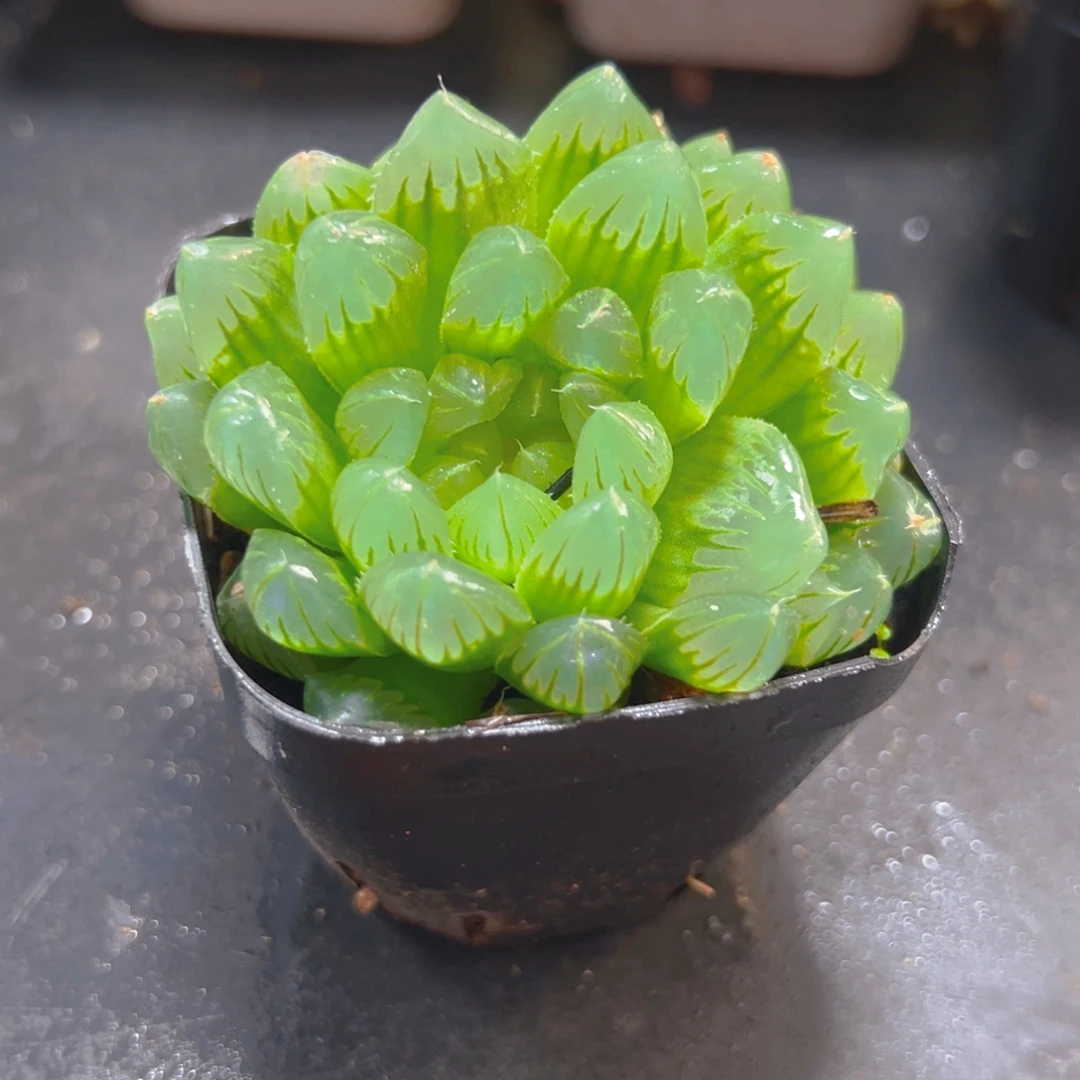 冰川玉露多肉多肉一颗