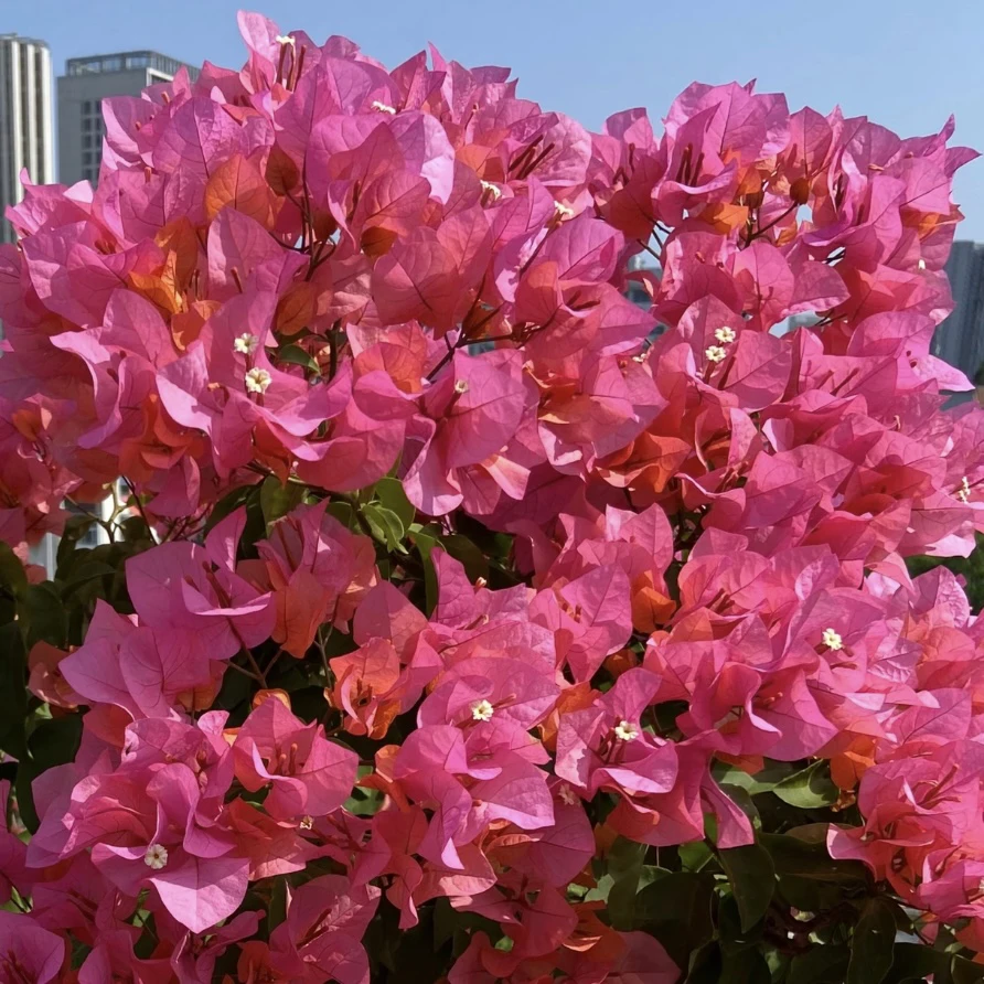 波伊斯玫瑰三角梅庭院阳台爆花性强易养护盆栽植物下单发货