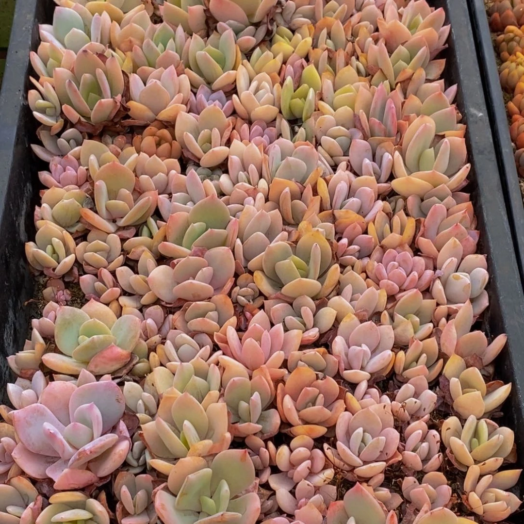 226多肉植物保护研究所所长