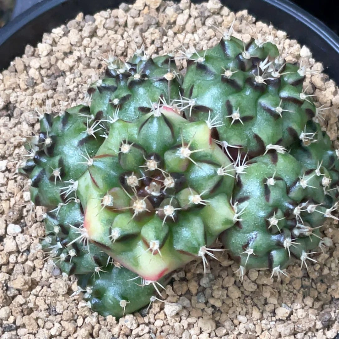 当前无花朵，栽培后可花朵