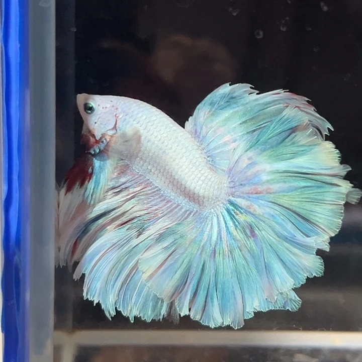 斗鱼19号芭乐奶绿