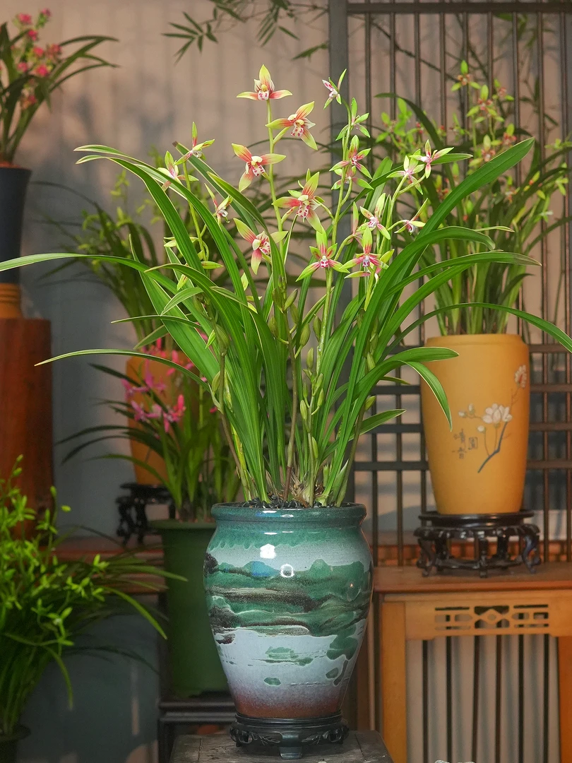 兰花建兰铭品【贵妃醉酒】贵妃醉酒浓香型兰花万里山水陶瓷盆