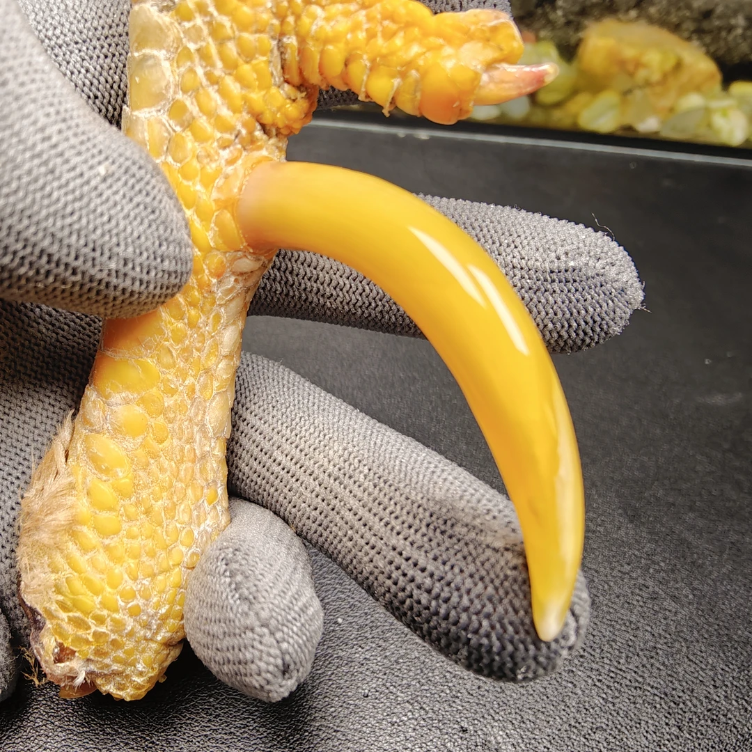 鹏程骨艺鸡爪骨黄色大湾钩单只