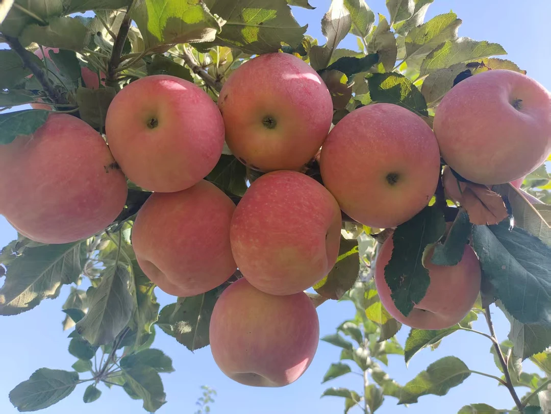 正宗新疆阿克苏冰糖心苹果原产地直发地头发货包邮(顺丰京东)直发