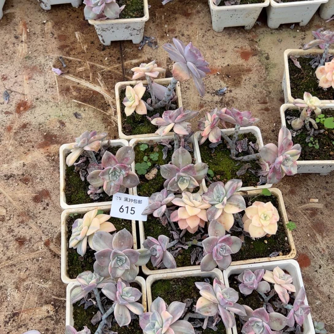 615紫乐锦老桩多肉10颗