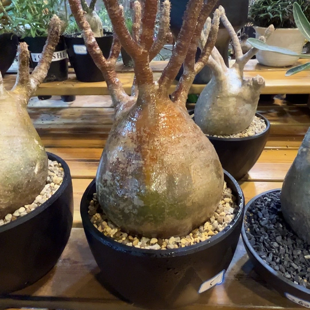 汤圆植物红皮象牙宫原价4800