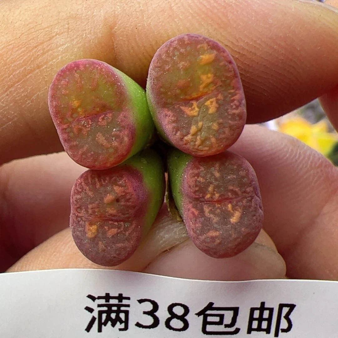 多肉植物肉锥猴脸勋章