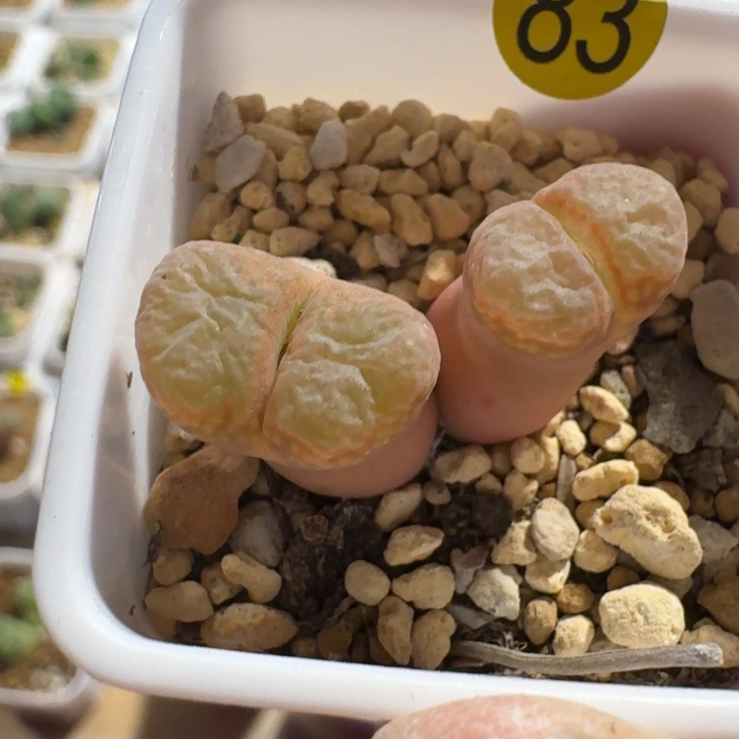 Ｒ*83......多肉....