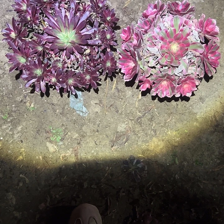 不包侧枝一物一拍116