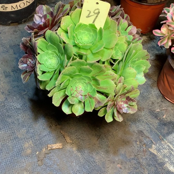 29花月夜多肉一物一拍～