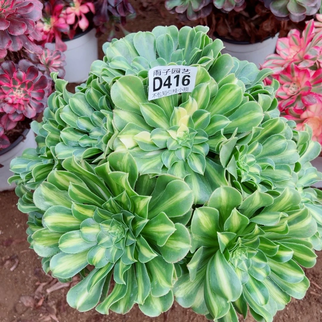 416翡翠琉璃雨子多肉植物