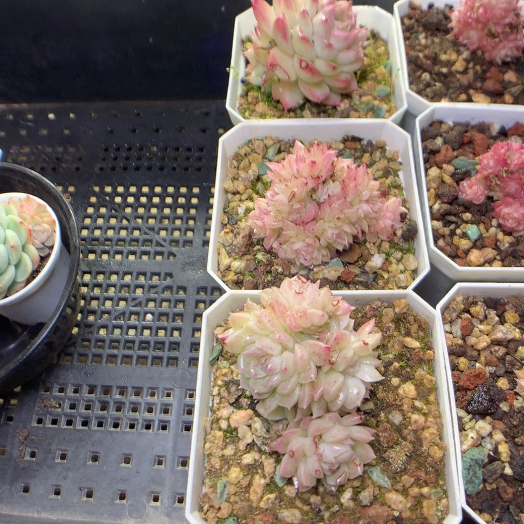 F121y y y y y y y y y y