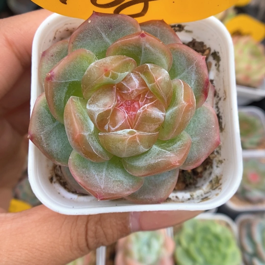 透心钻心珍妮968号