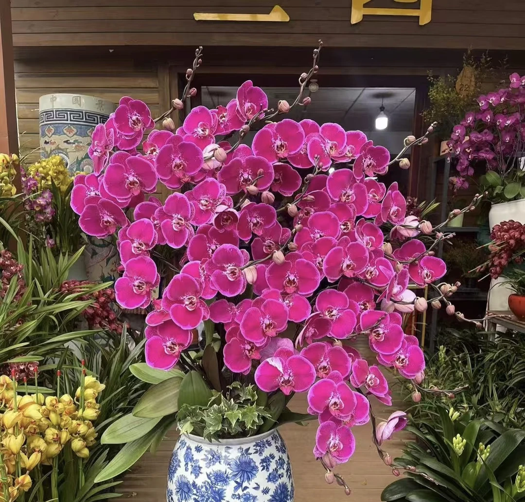 2个剑《天后一号》2.8寸杯带花剑，根系苗情好，累计两单包邮