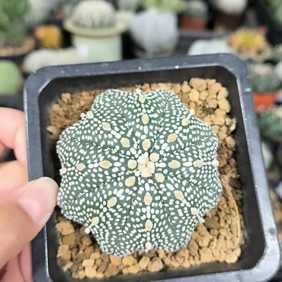 奇迹兜一物一拍实生6.9