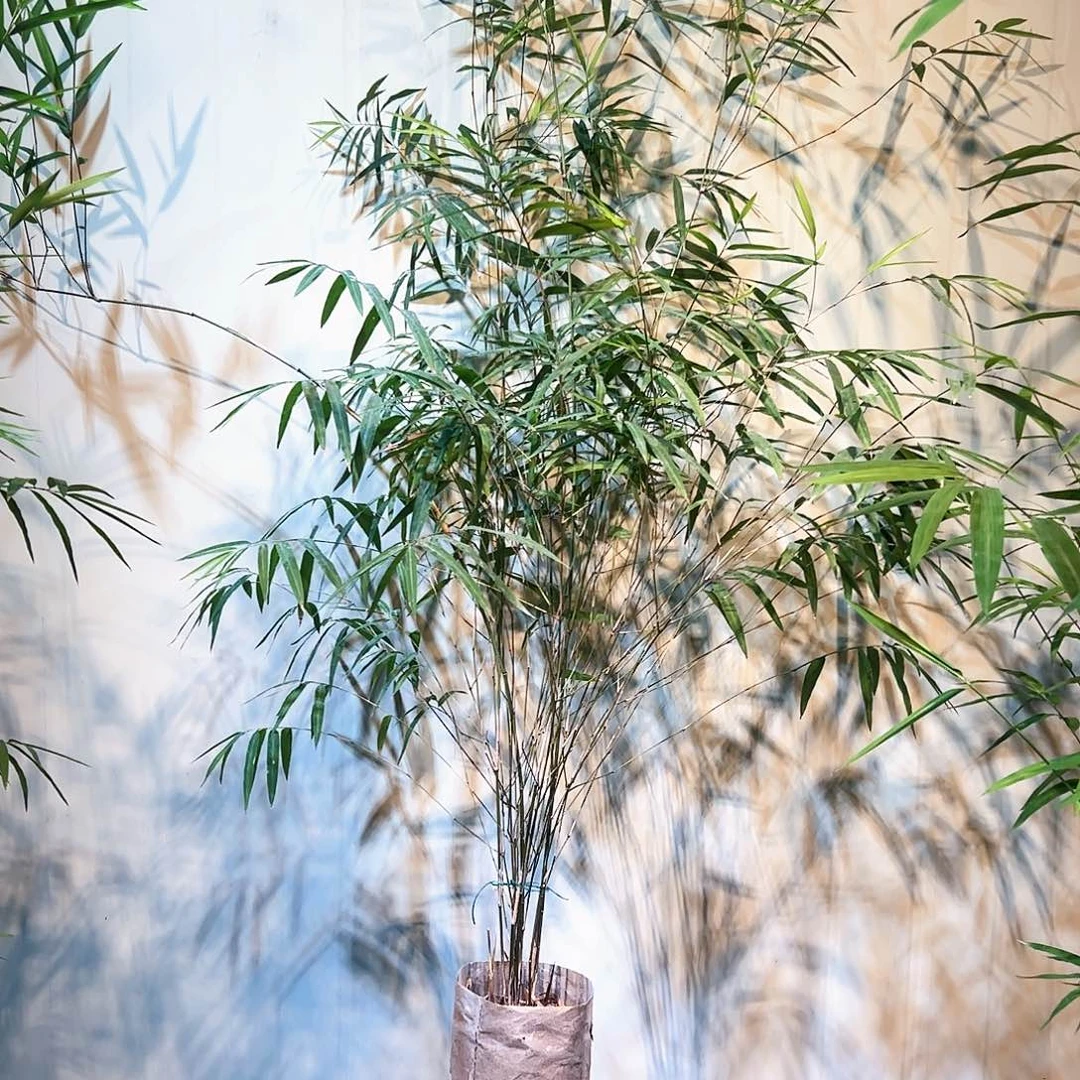淡***志完全开放内门竹1111
