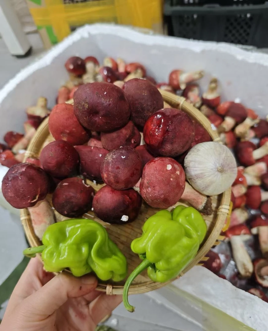 云南野生红菇 野生菌 煲汤美味滋补佳品 顺丰冷链空运包邮