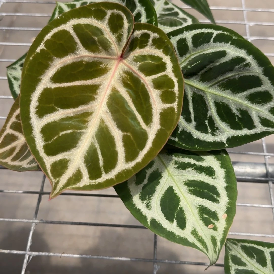 不开花植物1688 自留级银红红
