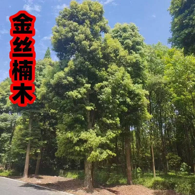 大物业改价金丝楠木小叶桢楠