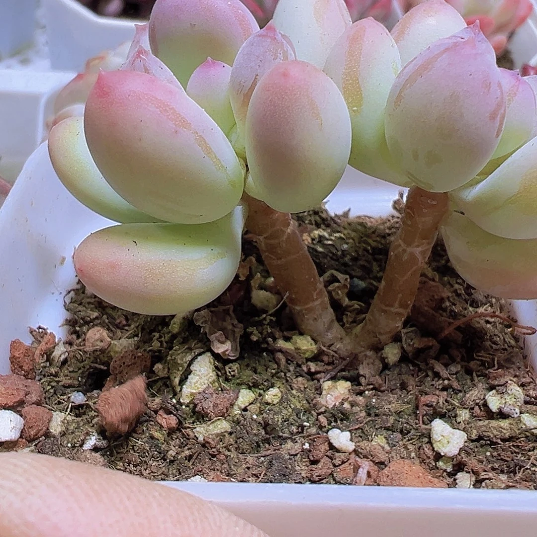 苹果奶双头19包油多肉