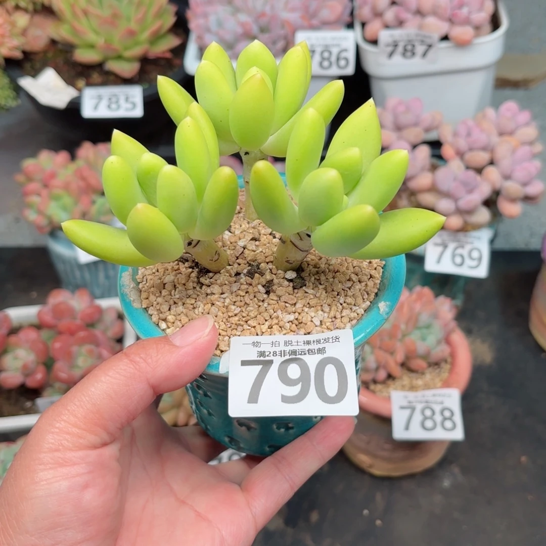 金蟾3头无盆土发货