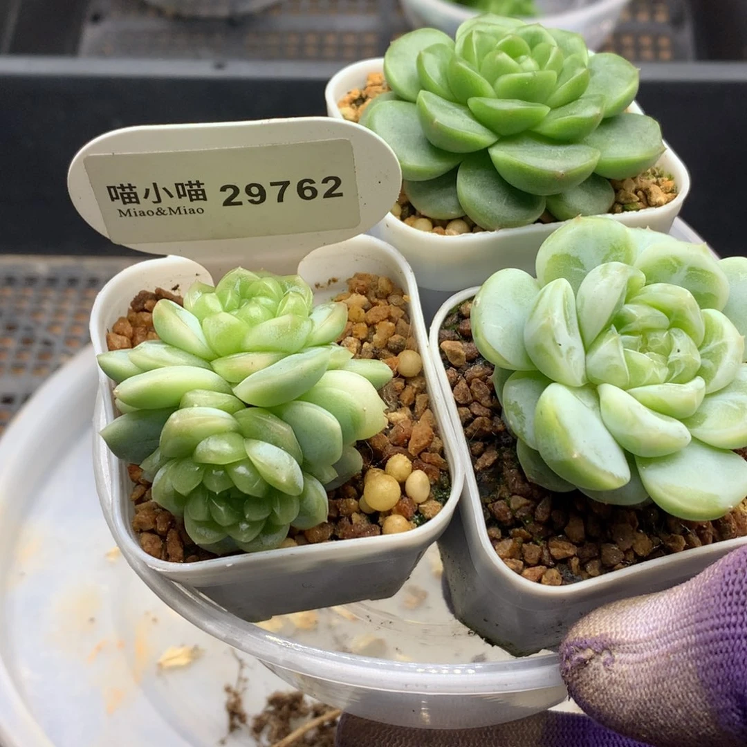 *****多肉植物杂交珍妮